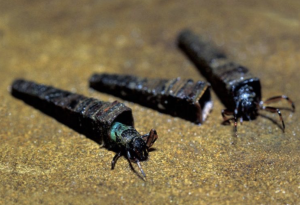 Caddis pupa